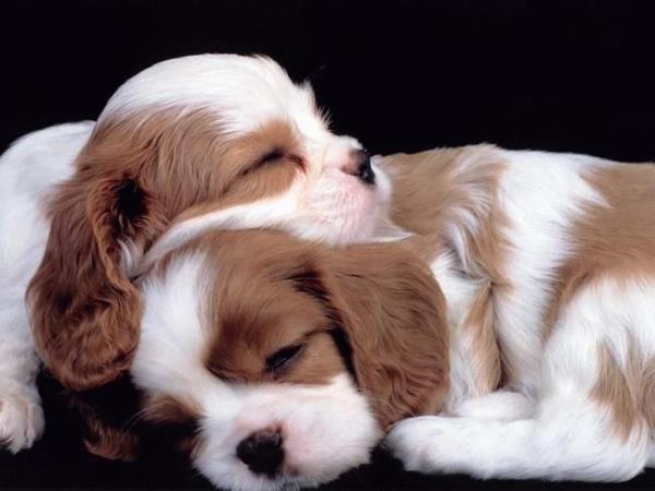 Birok hayvan zerinde yaplan aratrmalar, hayvanlarn da insanlar gibi uykularnda rya grdklerini ortaya koymutur.