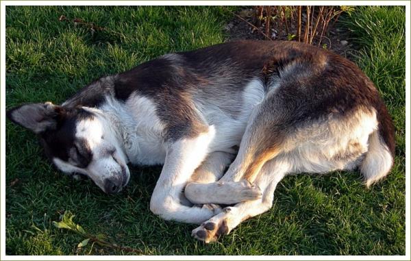 Bir kpei uyurken izleyin. Ryada birey kovalyormuasna deiik sesler mrldanr ve patileri hareket eder.