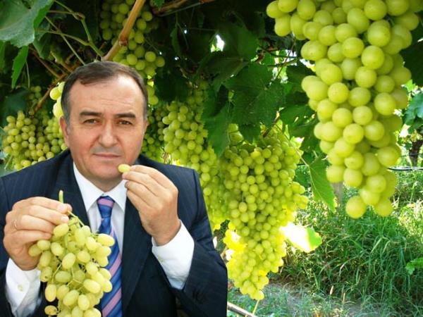 nsanlarda da yksek resveratrol alm kardiyovaskler hastalk tekrar ve kanser riskinde azalmayla ilintilidir.