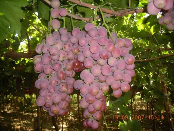 Resveratrol ayn zamanda hcre deiimine sebep olan dier eyleri bloke ederek kanser balangcn nleyen bir koruyucudur.