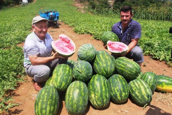Yaz aylarnn vazgeilmezi karpuzun, zellikle yaza zg yaratlm olduunu dnyorum, keza yaz mevsiminin vcuda verebilecei olas tm zararlarndan vcdu korumaya ynelik pek ok bileen iermektedir. zellikle su bunlardan birisidir.