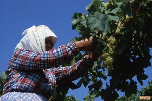 Resveratrol, teknik adan bitkilerin kendilerini patojenik mikroorganizmalarn saldrsna kar savunmak iin oluturduu kimyasal bilekedir, yani fitoalekzin'ler olarak adlandrlan bileke snfna dahildir. Ancak resveratrol sadece kendisini reten bitkileri korumaz