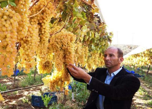 Resveratrol' (zm ekirdei)ele alalm. Resveratrol zm kabuunda ve ekirdeinde bulunan bir bilekedir.