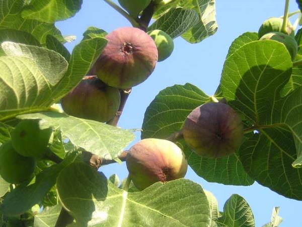 erdii yksek oranlardaki protein, vitamin ve minerallerle hcrelerin yenilenmesini salayan bir besindir ve baklk sistemini glendirici zellii ile de dikkat eker.