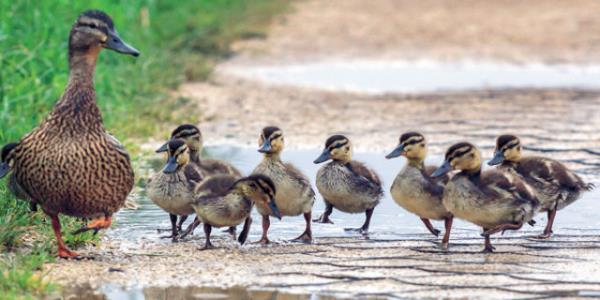 SONU OLARAK  <br>  ocuklar onlara anlatlanlardan ziyade grdklerini renme eilimindedirler. Dolaysyla ocuk yetitirirken sylediimiz szlerden ok onlar yerine getirip getirmediimize ya da ona sunduumuz davranlarn ne oranda &#8220;doru&#8221; olduuna dikkat etmeliyiz. &#8220;Barma, kzgn olma&#8221; diye salk verdiimiz bir ocua, en ufak bir engellenmede fke ile karlk veriyorsak ya da &#8220;Arkadalarna kar saygl olmalsn&#8221; dediimizde kendi ilikilerimizde bu saygy barndramyorsak tutarl bir ebeveyn tutumundan bahsetmemi oluruz.