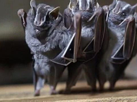 13. "Yarasalar krdr<br>    Sen de kr olma, gerekleri gr! Yarasalar sadece grmekle kalmaz, karttklar sesin yanksn kullanarak da yn bulurlar. Bu adan muhteem hayvanlardr.