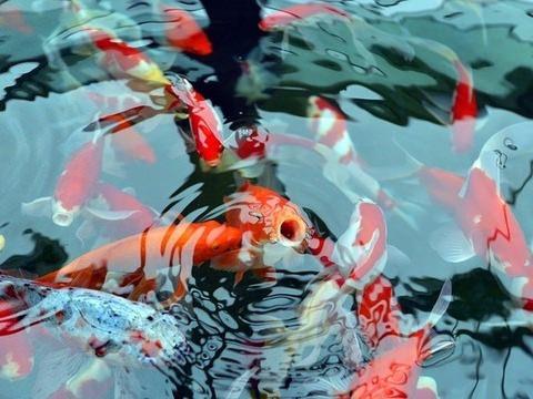 4. Japon balklarnn hafzas 3 saniyedir<br>    Hayvanlarn en zekisi olmasalar da Japon balklar 3 ay gibi bir hafzayla vnebilirler, bu sre birok politikacnnkinden daha iyidir.