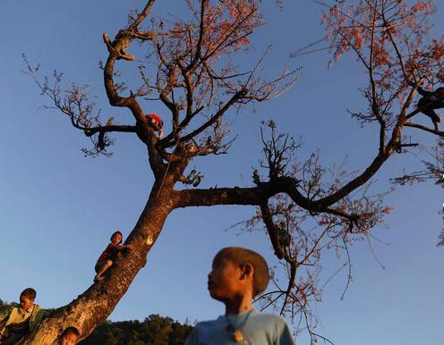Bahar geldiinde aan kiraz aalar ise Naga ocuklarnn en byk elencesi.