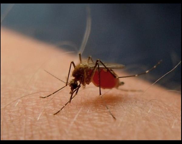 Sar Humma Deneyi: Sar hummann bulac bir hastalk olmadn ispat etmeye alan stajyer doktor Stubbins Ffirth, bu hastala yakalanan bir kiinin kusmuunu gzlerine, kendi yarasna srd ve sonunda da iti. Doktor saln kaybetmedi nk sar humma bulac deildi. Daha sonra bu hastaln ancak virs tayan sivrisineklerin sryla bulat kesinleti.