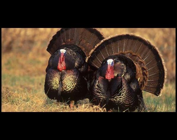 Hindilerin Sex Fantezisi Deneyi: Hindilerin seks yaamn aratran iki bilim adam, dii bir hindi maketini erkek hindilerin nnde paralara ayrdlar. Modelden geriye bir tek ubuk kaldnda bile erkek hindiler arzuluydu.