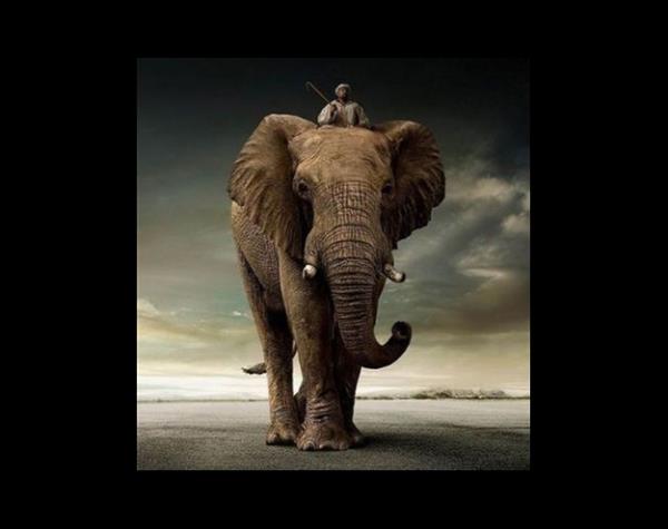 File LSD Alama Deneyi: 1962'de Tusko isimli bir file, tipik bir insan dozundan 3 bin kat daha fazla olan 297 miligram LSD enjekte edildi. Kendi evresinde dnen fil bir saat sonra ld. Deneydeki ama, LSD'nin geici bir delilie neden olup olmayacan renmekti.