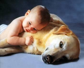 Evinizde hayvan besliyorsanz ve bunlarn tyleri koltuklarnza, kanepelerinize bulayorsa elinize yapkan bir bant sarn ve tyl olan yerlerde gezdirin.