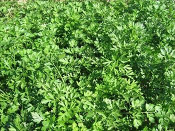 Maydanozu yemeklerinize ateten almadan birka dakika nce ilave edin. nk pimi maydanoz acmtrak bir tat alr ve vitamini kaybolur.  - Kzartma kokularnn btn eve yaylmamas iin yan ierisine bir iki dal maydanoz atn.