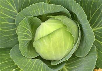 Lahana ve karnabahar piirirken kan kokuyu nlemek istiyorsanz tencerenin kapana bir dilim ekmek koyun.