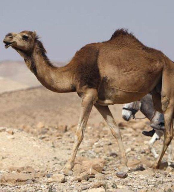 Deve st, inek stne gre "demir" ierii asndan daha zengin<br>  Daha ok, inein etinden stnden faydalandmz iin, hayvanlar leminin geri kalan yelerinin stne pek itibar etmedik.