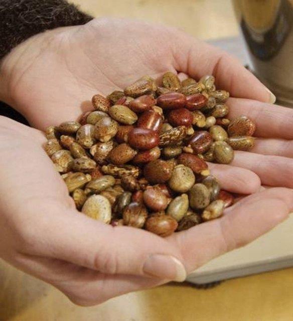 Bir bitki tohumu 200 yl boyunca saklanabiliyor<br>  Hollywood'un nl kyamet filmlerinden aina olduumuz kadaryla, insanolunun yaamn devam ettirebilmesi iin baz bitkileri yaatabilmesi gerekiyor.