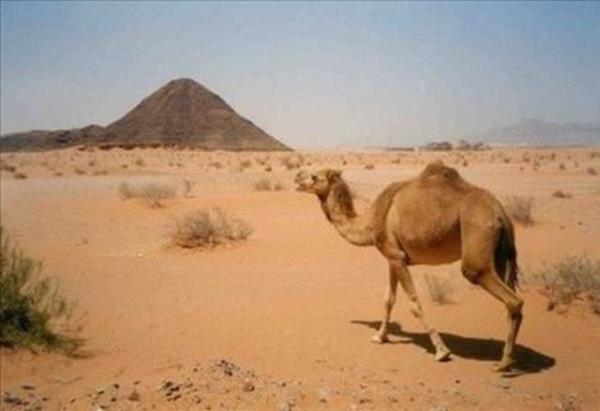 Aratrmaclar diyor ki, "Devenin st, ineinkinden zellikle demir zenginlii asndan daha faydal." Buyurun bakalm; zaten nerede tatsz tuzsuz, az bulunan bir ey var, o en yararl!