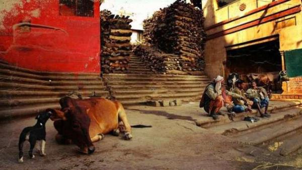 te bu yzden ehirde lm beklemek iin buraya gelmi kimsesiz yallar da grmek mmkn.