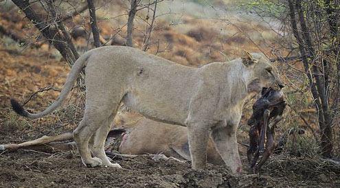 Aslan davranlarnn en ilgin anlarndan birine ahit olduunu anlatan fotoraf, aslann annelik i gdleri ile hareket ettiini syledi.
