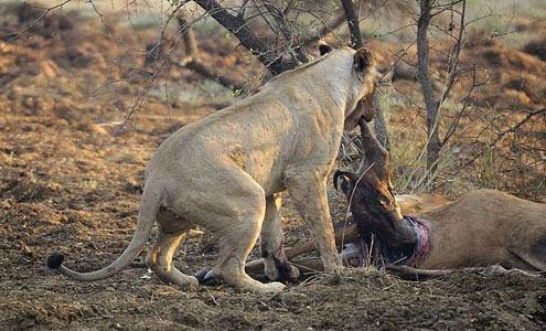 Fotoraf aslann o an yavrunun kalp atlarn hissederek onu efkat gstermi olabileceini ifade etti.