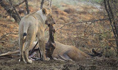 Ve aslan bu andan itibaren fotorafy dahi artan tepkiler vermeye balyor.