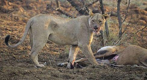 Aslan o anlarda evreden gelebilecek tehkilere kar sk sk etraf kontrol etmeye balad.