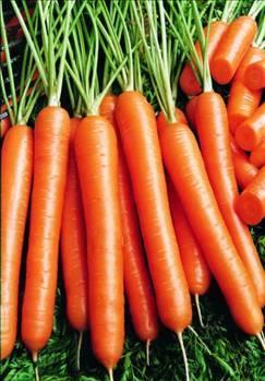 Havu<br>    A vitaminin n maddesi olan karotenleri ierir.Vcuda, kalbe ve gzlere kuvvet verir. Astm, bronit gibi solunum yolu hastalklarna ve ksre kar faydaldr. Kansere kar koruyucudur. Vcuttaki zararl maddeleri uzaklatrmaya yardmc olarak kan temizler. drar ve gaz sktrcdr. Kabzl giderir, ishali keser. Barsaklar altrarak sindirime yardmc olur. Barsak iltihaplarn ve bbrek arlarn giderir. Barsak kurtlarn drmeye yardmc olur.