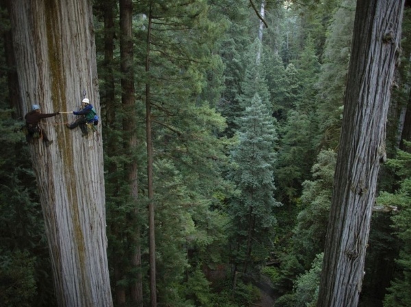 4) Climbing Redwoods.