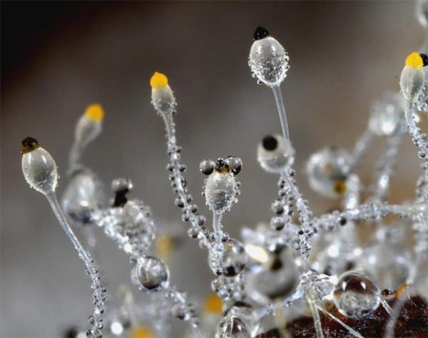 DNYANIN EN HIZLI YAAYAN CANLISI: Pilobolus crystallinus (Saatler ierisinde doup lyor)