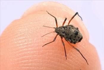 BCEK ISIRIKLARI Ar inesi ya da sivrisinek srndan m muzdaripsiniz? Bir ay ka balla kartrdnz limon yayla srn acsn dindirebilirsiniz.