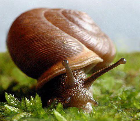 Salyangozlar ayaklaryla nefes alyor&#8230;