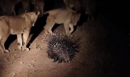 Aslanlarla epey mcadele eden cesur kirpi, aslanlarn vazgeip geri dnmesi zerine yemek olmaktan kurtuldu.