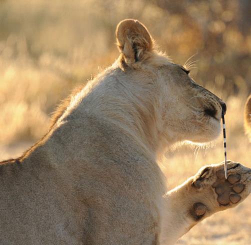 Tek bir yavru aslan kirpiye yaklamaya alnca olan oldu ve kirpi dikeniyle ac bir tecrbe sonucu tanm oldu...