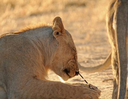 Ac iinde dikeni karmaya alan aslan kameralara ite byle yansd...