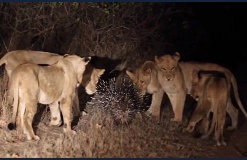 Grntlerde, 17 aslan kk kirpinin etrafn evirip yemek istedi. Ancak buna izin vermek istemeyen kirpi, dikenlerini kararak koruma kalkan oluturdu...