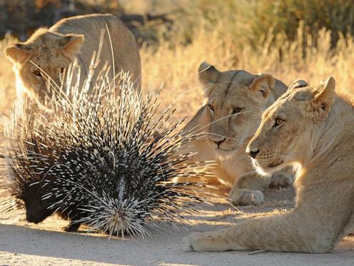 Kendilerine av olarak setikleri kirpiye bir trl yaklaamayan yavrular ne yapacaklarn bilemedi...