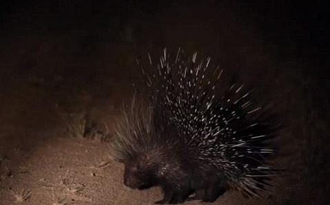 Gney Afrika'da Kruger Ulusal Park'ndaki 17 aslan tarafndan etraf evrilmi bir kirpi, kendini savunmak iin uzun sre aba harcad...