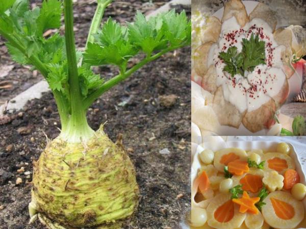 Kereviz: Kereviz ekstra inemeyi gerektiren lif oran yksek bir besindir. Bu tarz ekstradan ineme tkrk salglamay salar, bu da rklere sebep olan bakterileri etkisiz hale getirir. Bunun dnda lifli ve ya sert olan doal besinler dietlerine masaj yapar ve dileri temizlerler.