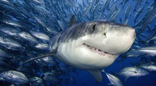 Her yl ortalama olarak 8-12 adet insan, kpekbal saldrlar sebebiyle lmektedir. Her yl 100.000.000 civarnda kpekbal, insan saldrlar sebebiyle lmektedir.