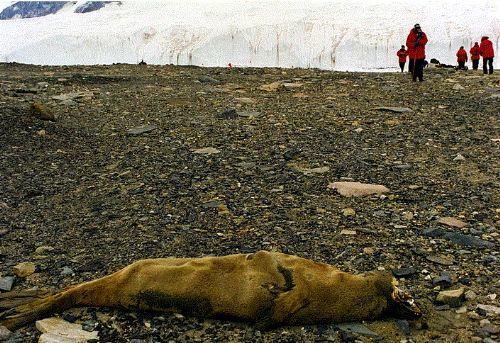 Dnya'nn en kurak blgesi olarak bilinen Antarktika'nn Kuru Vadi blgesine son 2.000.000 yldr hi ya dmemitir.