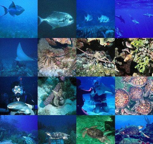 Okyanuslarda ortalama 1.000.000 adet tr yaad dnlmektedir. stelik tm okyanus trlerinin sadece%33'nn kefedildii dnlmektedir.