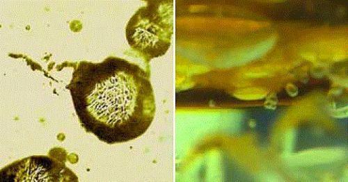 Dnya zerindeki ilk canllk rneklerine gnmzden 3.5 milyar yl ncesine ait tabakalarda, Avusturalya'darastlanmaktadr. Bu o kadar uzun bir sredir ki, o dnemde atmosferde oksijen bile bulunmamaktadr.