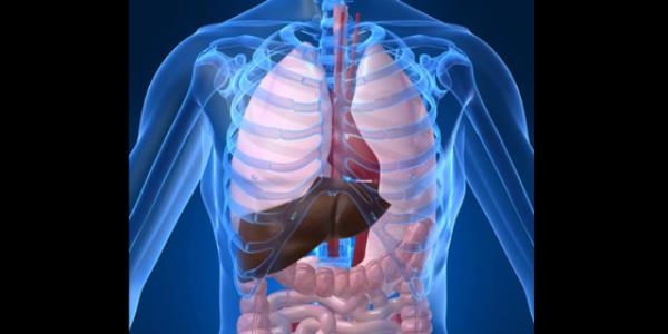 Yetersiz protein alm metabolizmay yavalatr. Her nde protein almaya aln. Bylece kan ekeri de dengelenir, tokluk hissi artar. Fazla protein ise ya olarak depolanr, bbrek, karacier ve kalpte problem oluturur. ll tketimi yararl olacaktr.