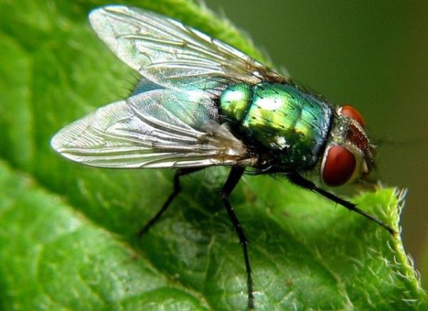 Bir ift sinein sadece nisan-mays aylarnda braktklar yumurtalarn tamamndan sinek ksa idi, dnyay 14 metre kalnlnda bir sinek tabakas kaplayacakt.