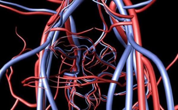 Bir insandaki toplam damar uzunluu 150 bin km. ve dnya ile gne arasndaki mesafe de 150 milyon km.'dir.