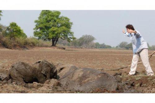 Grevliler ve yakn kylerdeki insanlar tarafndan ilk yavru fil sonra anne fil bataklktan glkle karlabildi.
