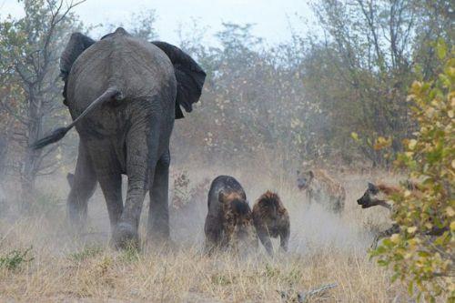 Srtlanlar hortumuyla yakalayp frlatan anne, sonunda yavrusunu kurtard.