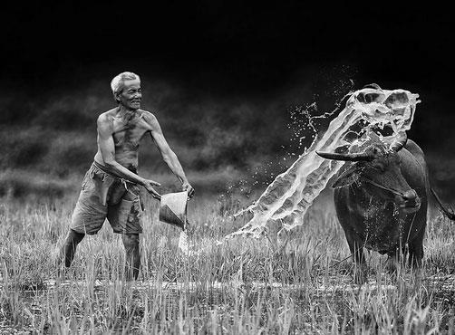 Endonezya'nn bakenti Jakarta'nn dndaki kyleri gezen amatr fotoraf Herman Damar, buralardaki doal hayat grntledi.