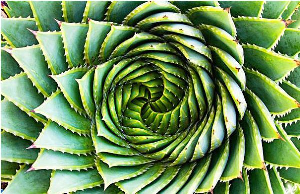 Doann hayranym, doal geometrinin hastasym