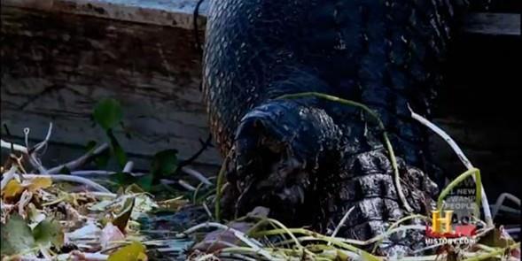 Normalde daha kk timsahlarn bu tr yaralar olduunu syleyen kadn avclar...